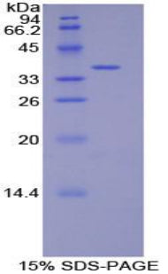 Figure 1. SDS-PAGE