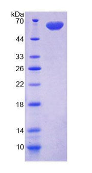 Figure 1. SDS-PAGE