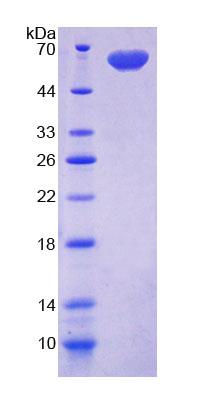 Figure 1. SDS-PAGE
