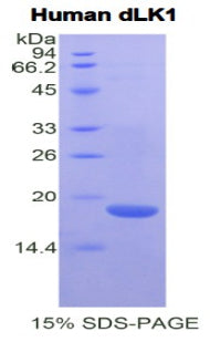 Figure 1. SDS-PAGE