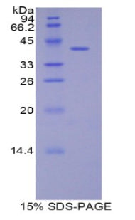 Figure 1. SDS-PAGE