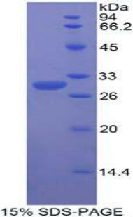 Figure 1. SDS-PAGE