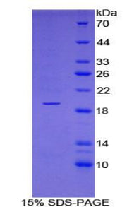 Figure 1. SDS-PAGE