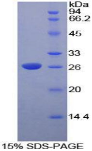 Figure 1. SDS-PAGE