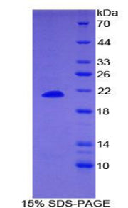 Figure 1. SDS-PAGE