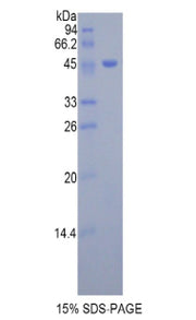Figure 1. SDS-PAGE