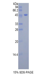Figure 1. SDS-PAGE