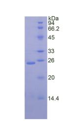 Figure 3. SDS-PAGE