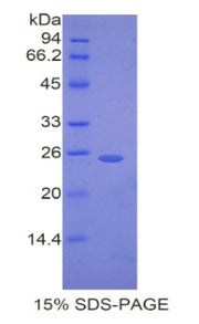 Figure 1. SDS-PAGE