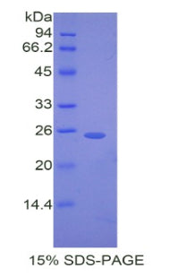Figure 1. SDS-PAGE