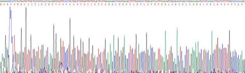 Recombinant Desmoglein 1 (DSG1), RPU41177