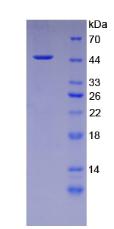 Figure 3. SDS-PAGE