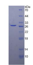 Figure 2. SDS-PAGE