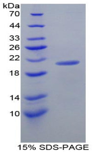 Figure 1. SDS-PAGE