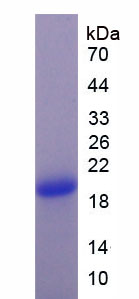 Figure 1. SDS-PAGE