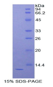 Figure 1. SDS-PAGE