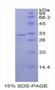 Figure 1. SDS-PAGE