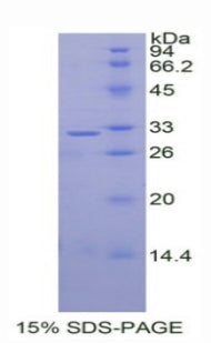 Figure 1. SDS-PAGE