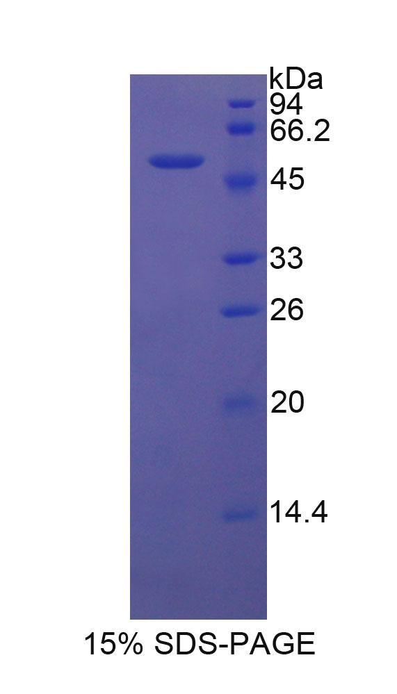 Figure 1. SDS-PAGE