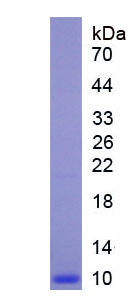 Figure 1. SDS-PAGE