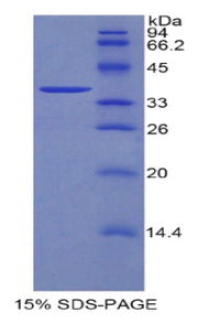 Figure 1. SDS-PAGE