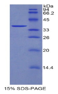 Figure 1. SDS-PAGE