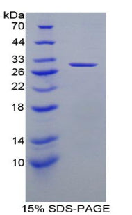 Figure 1. SDS-PAGE