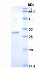 Figure 2. SDS-PAGE