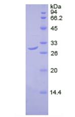 Figure 2. SDS-PAGE