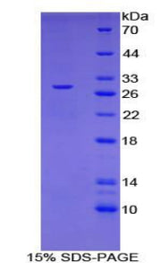 Figure 1. SDS-PAGE