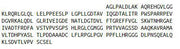 Recombinant Dimethylarginine Dimethylaminohydrolase 2 (DDAH2), RPU41204