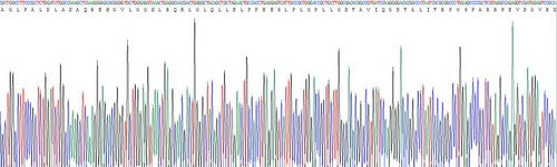 Recombinant Human Dimethylarginine Dimethylaminohydrolase 2 (DDAH2)