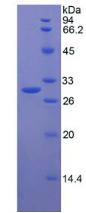 Figure 3. SDS-PAGE