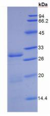 Figure 3. SDS-PAGE