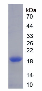 Figure 1. SDS-PAGE