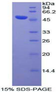 Figure 1. SDS-PAGE