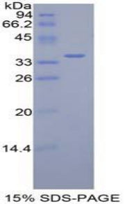 Figure 1. SDS-PAGE