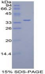 Figure 1. SDS-PAGE