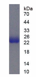 Figure 1. SDS-PAGE