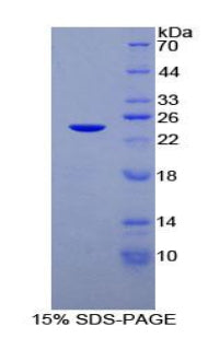 Figure 1. SDS-PAGE