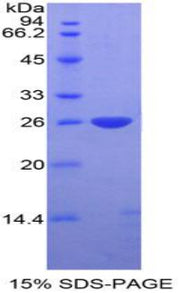 Figure 1. SDS-PAGE