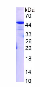 Figure 1. SDS-PAGE