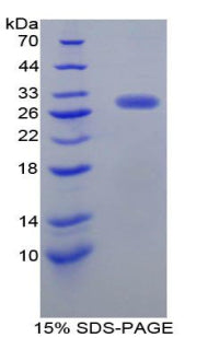 Figure 1. SDS-PAGE