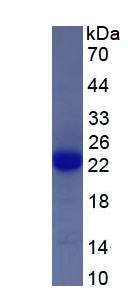 Figure 1. SDS-PAGE