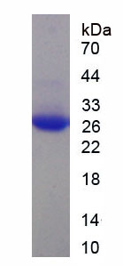 Figure 1. SDS-PAGE