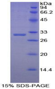 Figure 1. SDS-PAGE