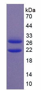 Figure 2. SDS-PAGE