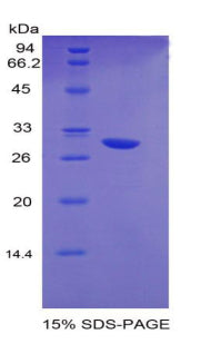 Figure 1. SDS-PAGE