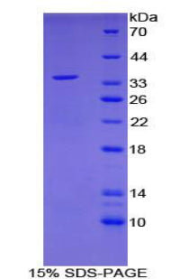 Figure 1. SDS-PAGE