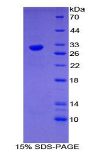 Figure 1. SDS-PAGE
